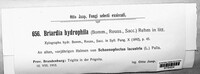 Hysterostegiella hydrophila image